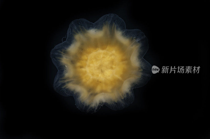 狮鬃水母，Cyanea capillata，卡特迈国家公园，阿拉斯加。巨型水母，北极红水母。